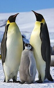 pinguin